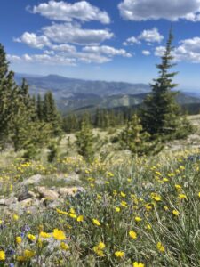 Wild flowers in the Colorado Rockies in the summer.