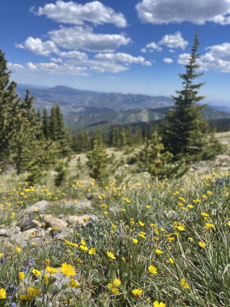 Wild flowers in the Colorado Rockies in the summer.