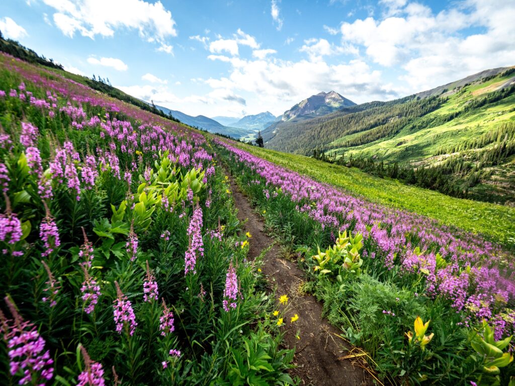 Crested Butte wildflowers in the summer.